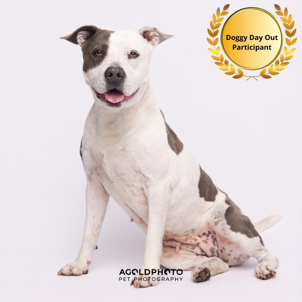 Enlarge Bailey 3, a Adoptable mixed breed in Tampa, FL image 5/6
