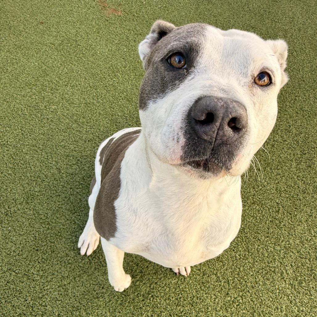 Enlarge Bailey 3, a Adoptable mixed breed in Tampa, FL image 6/6