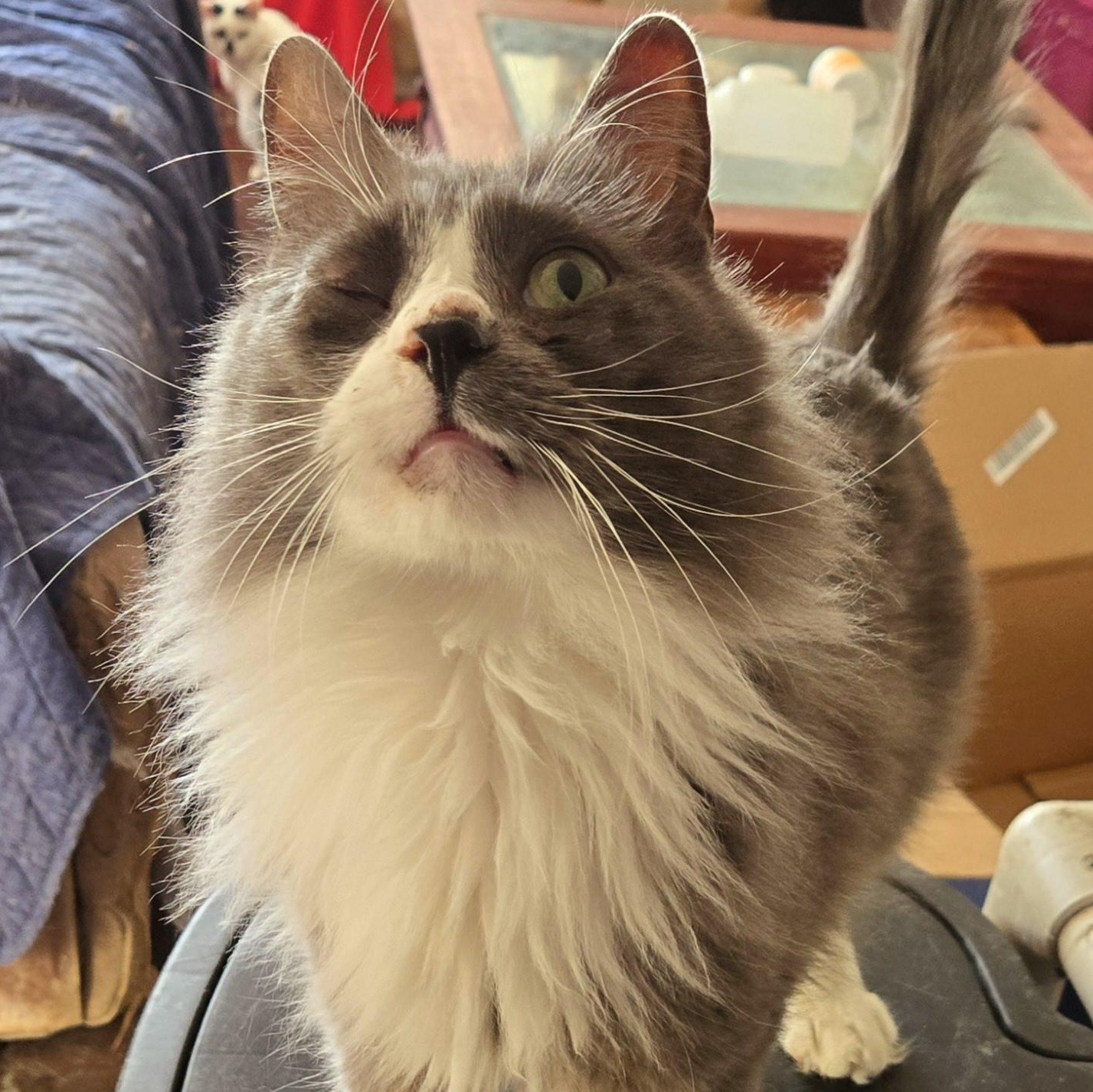 Enlarge Ryan, a Adopted Domestic Medium Hair in Johnson City, TN image 1/2