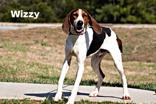 Enlarge Wizzy, a ADOPTABLE Treeing Walker Coonhound in Clayton, GA image 1/1