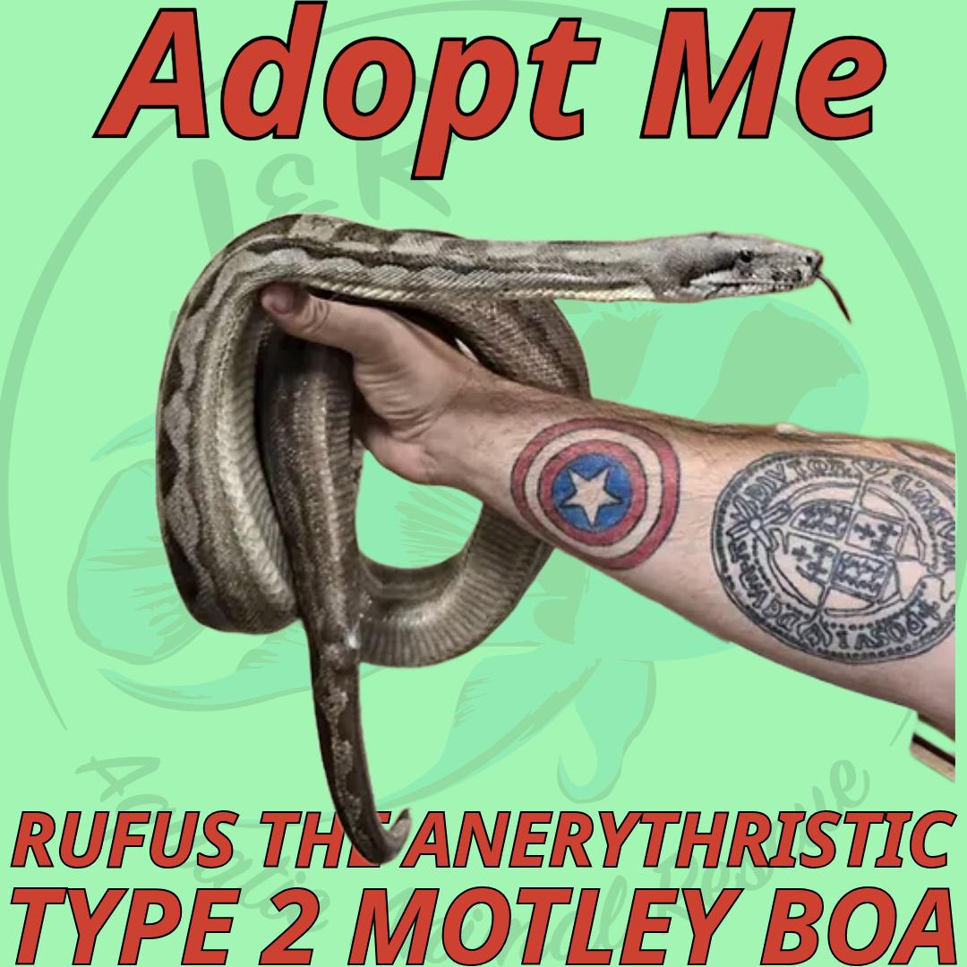 Rufus the Anerythristic Type 2 Motley Boa, Young Male unknown