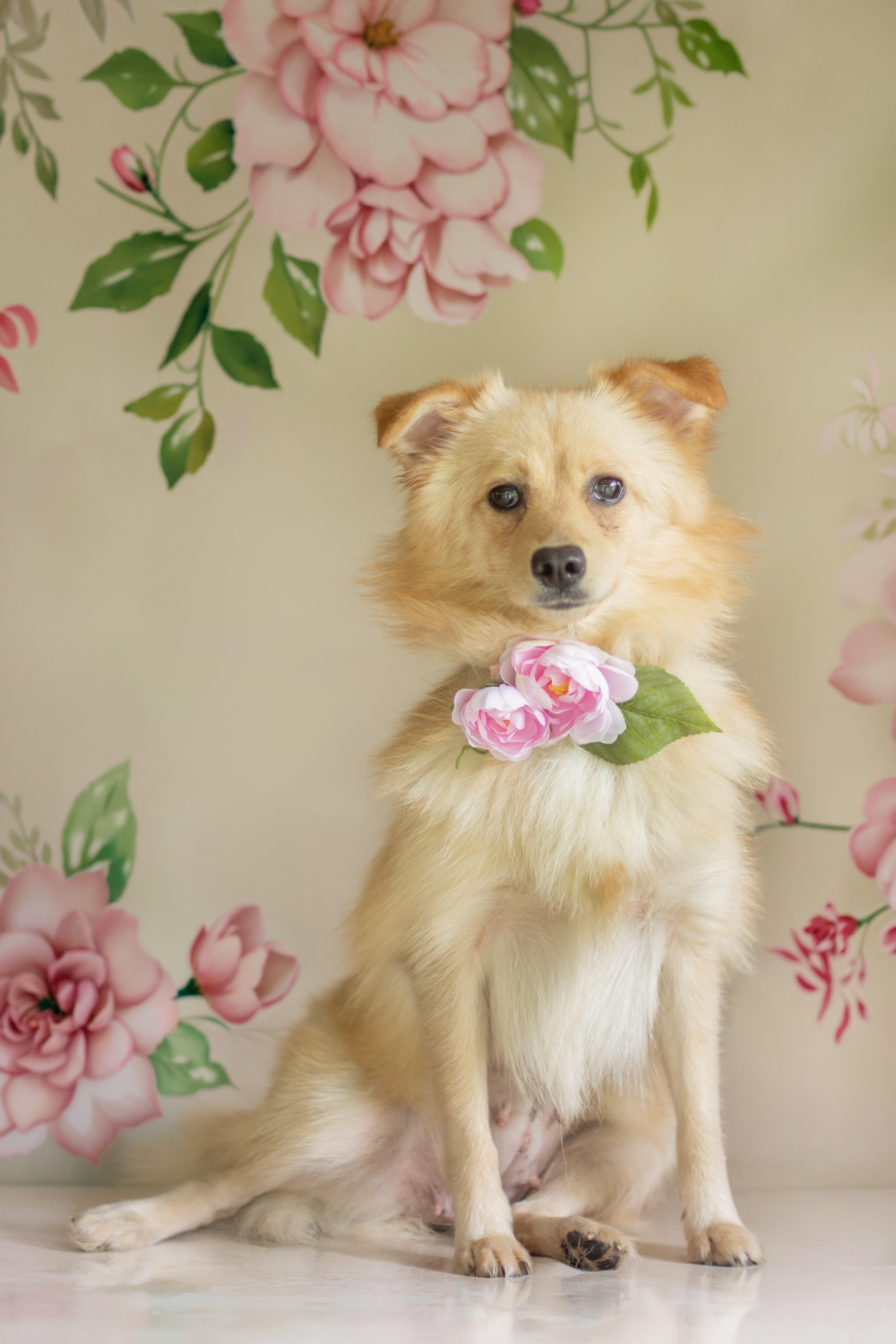 Summer, adopted, Adult Female American Eskimo Dog & Poodle.