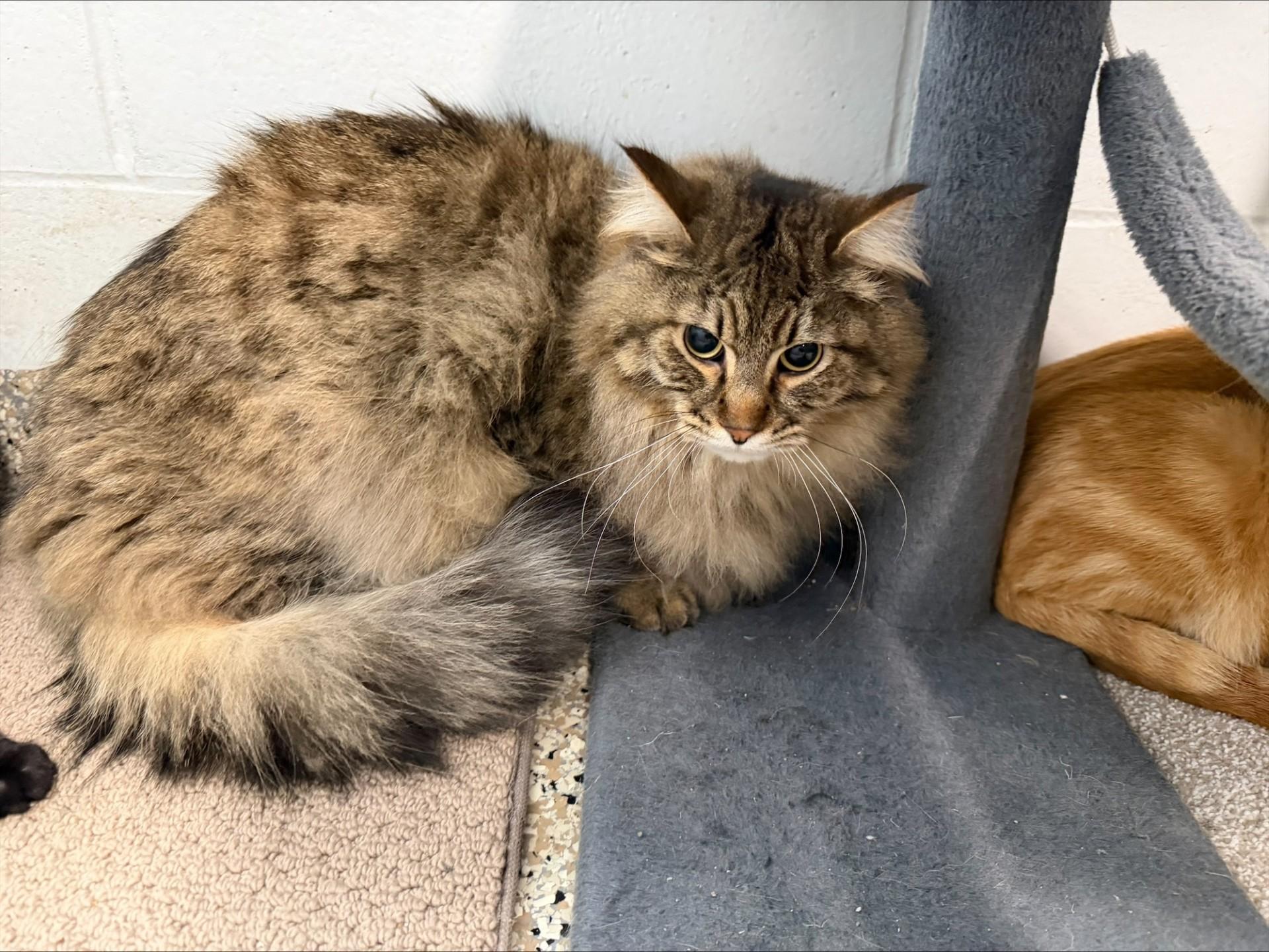 Enlarge Rocket, a ADOPTABLE Domestic Long Hair in Yorkville, IL image 1/1