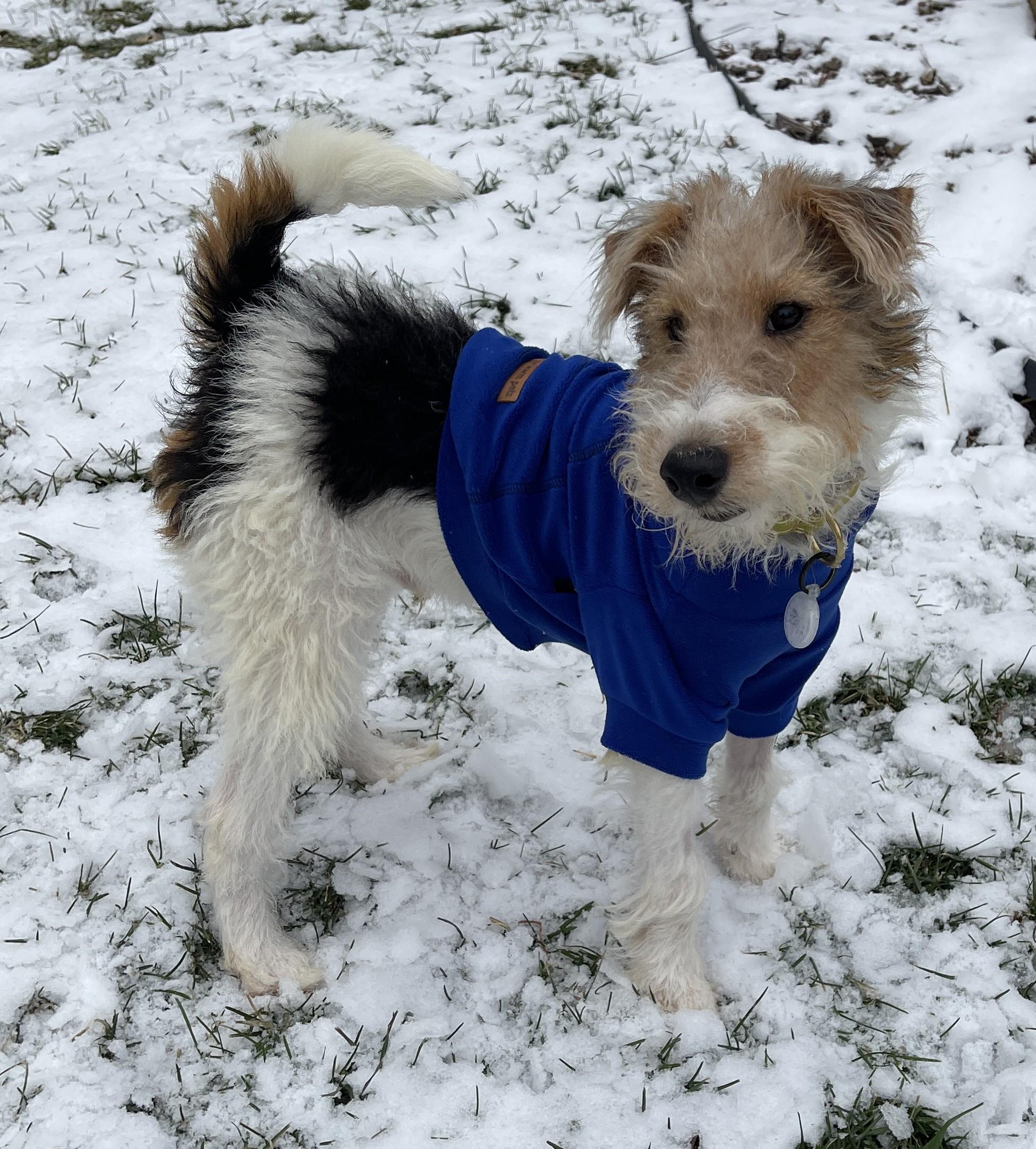 Enlarge ERROL FLYNN, a ADOPTABLE Wire Fox Terrier in Mokena, IL image 5/6