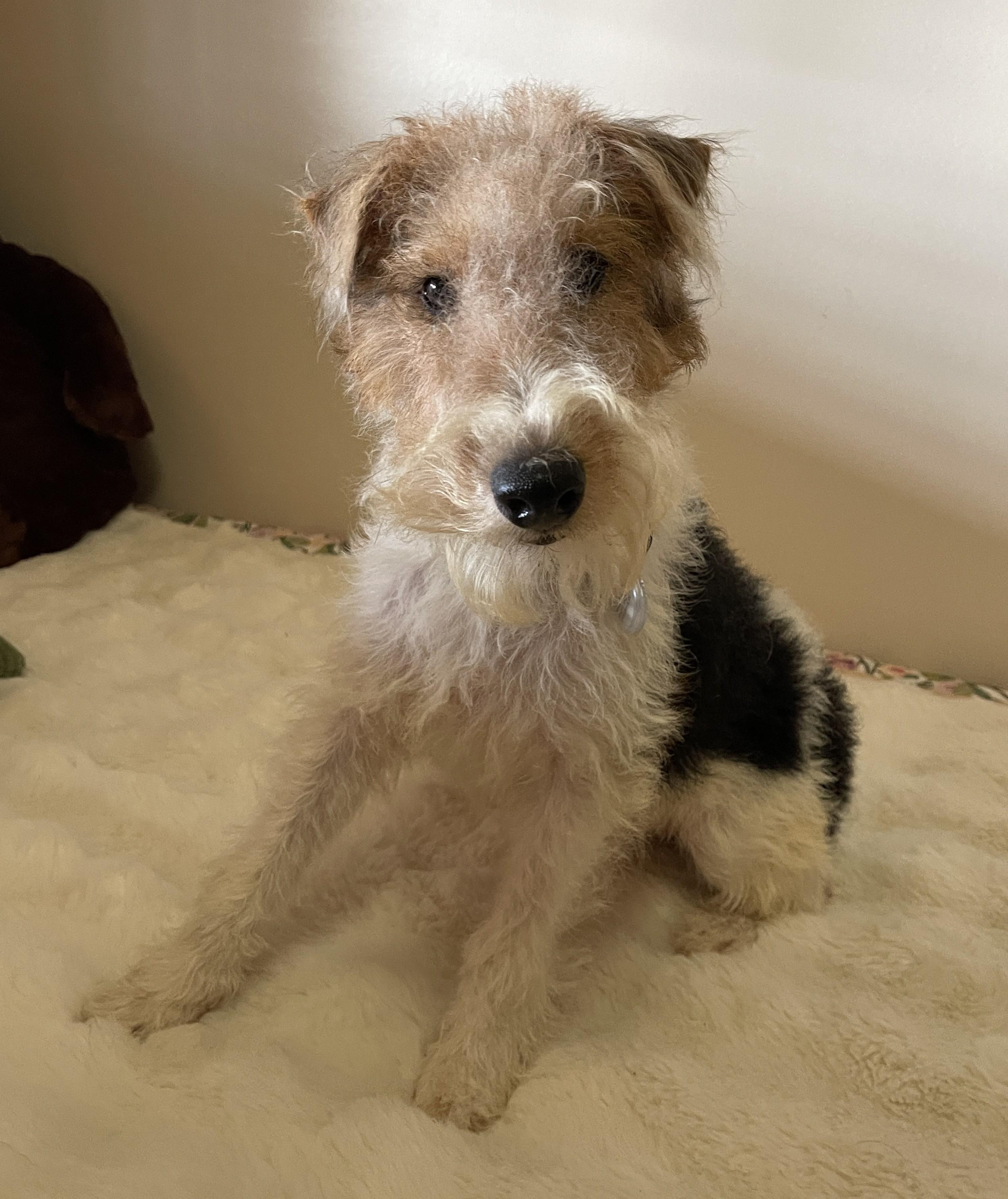 ERROL FLYNN, ADOPTABLE, Young Male Wire Fox Terrier.