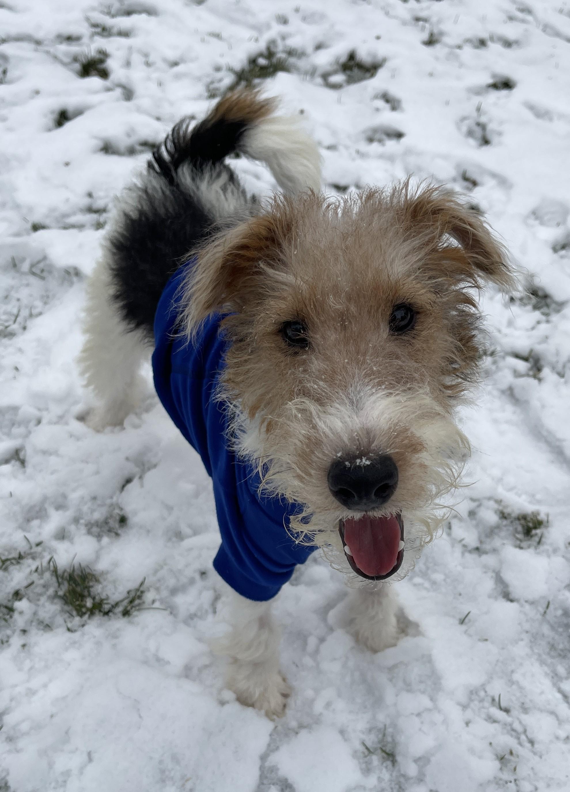 ERROL FLYNN, ADOPTABLE, Young Male Wire Fox Terrier.