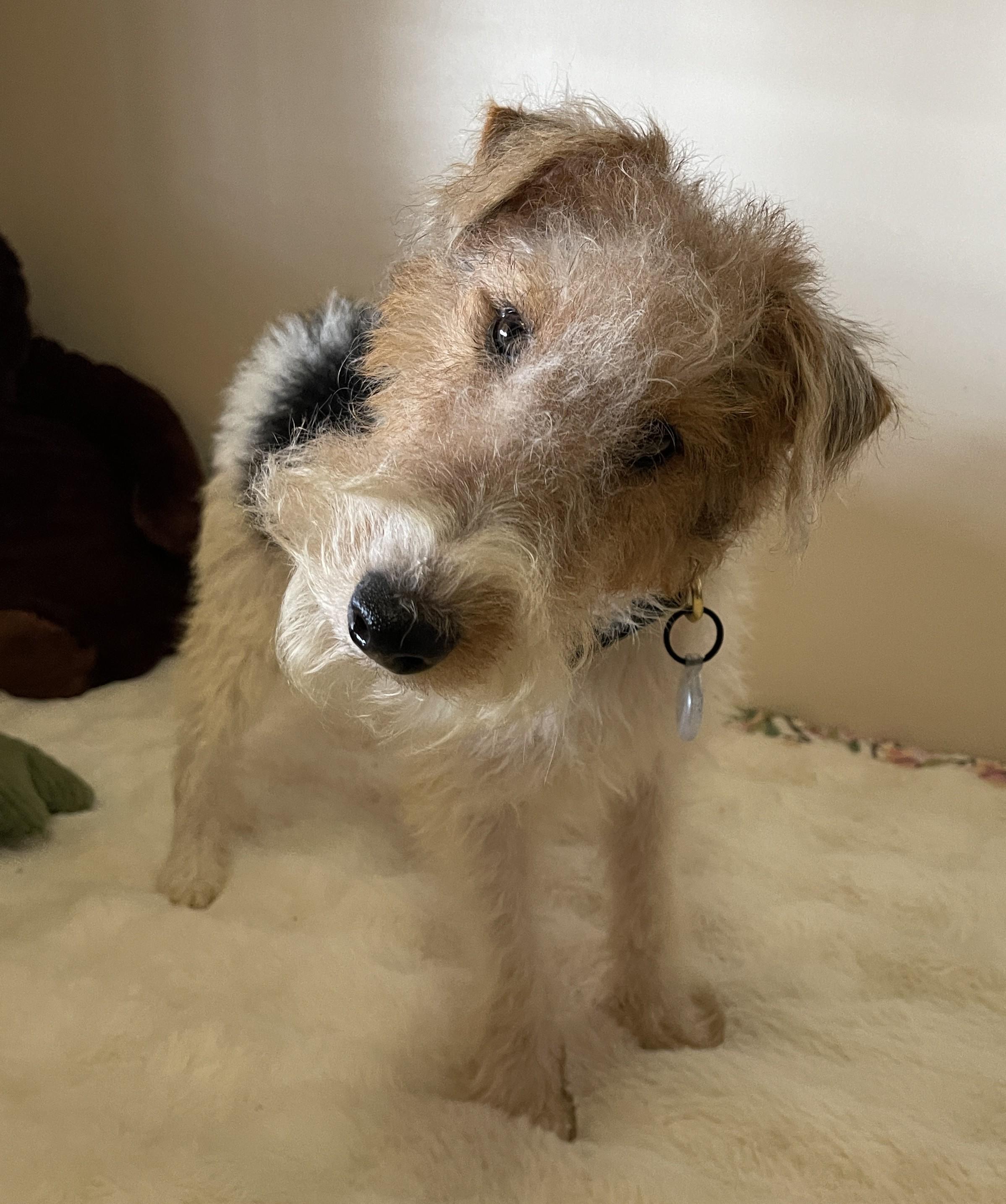 Enlarge ERROL FLYNN, a ADOPTABLE Wire Fox Terrier in Mokena, IL image 2/6