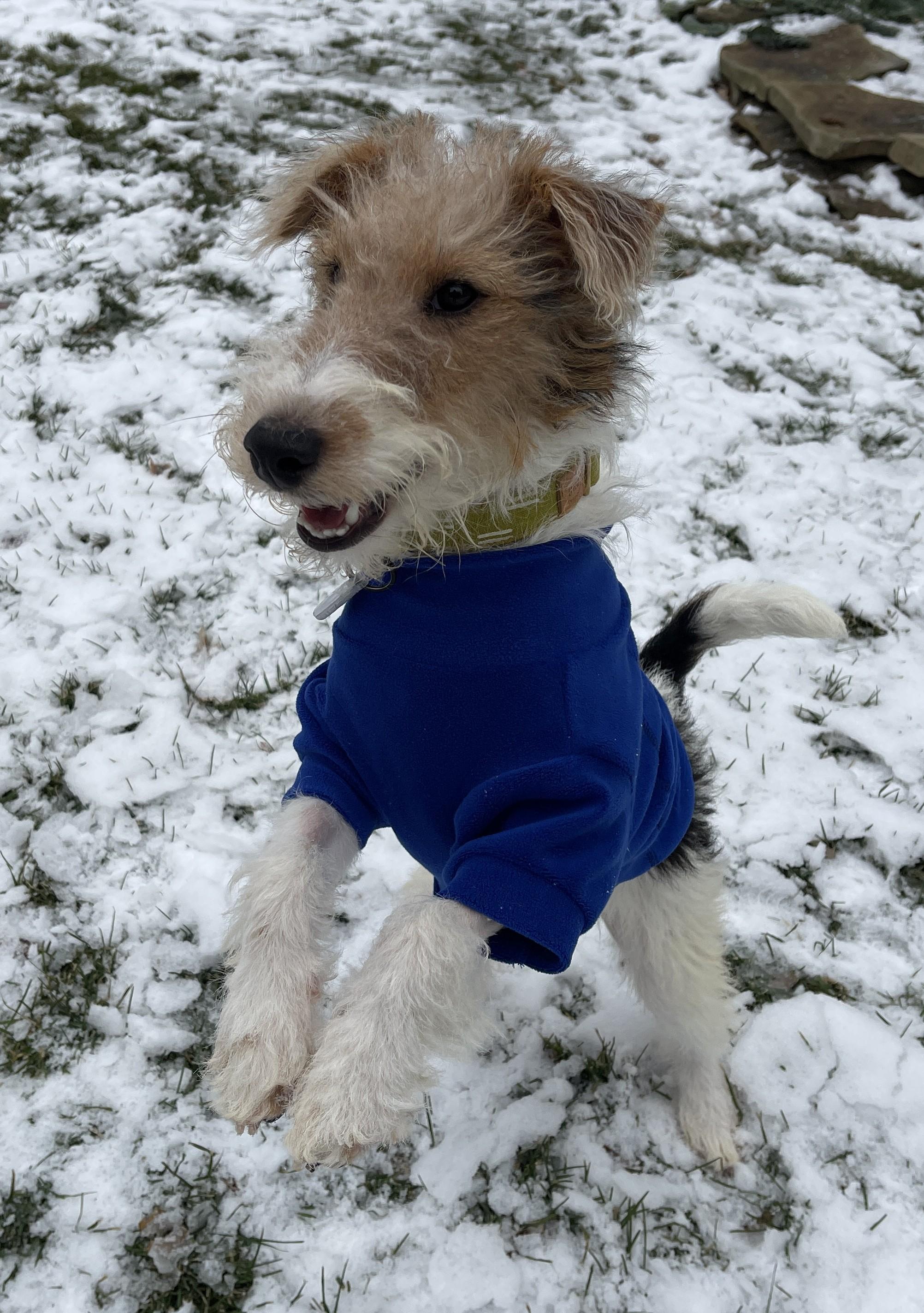 Enlarge ERROL FLYNN, a ADOPTABLE Wire Fox Terrier in Mokena, IL image 4/6