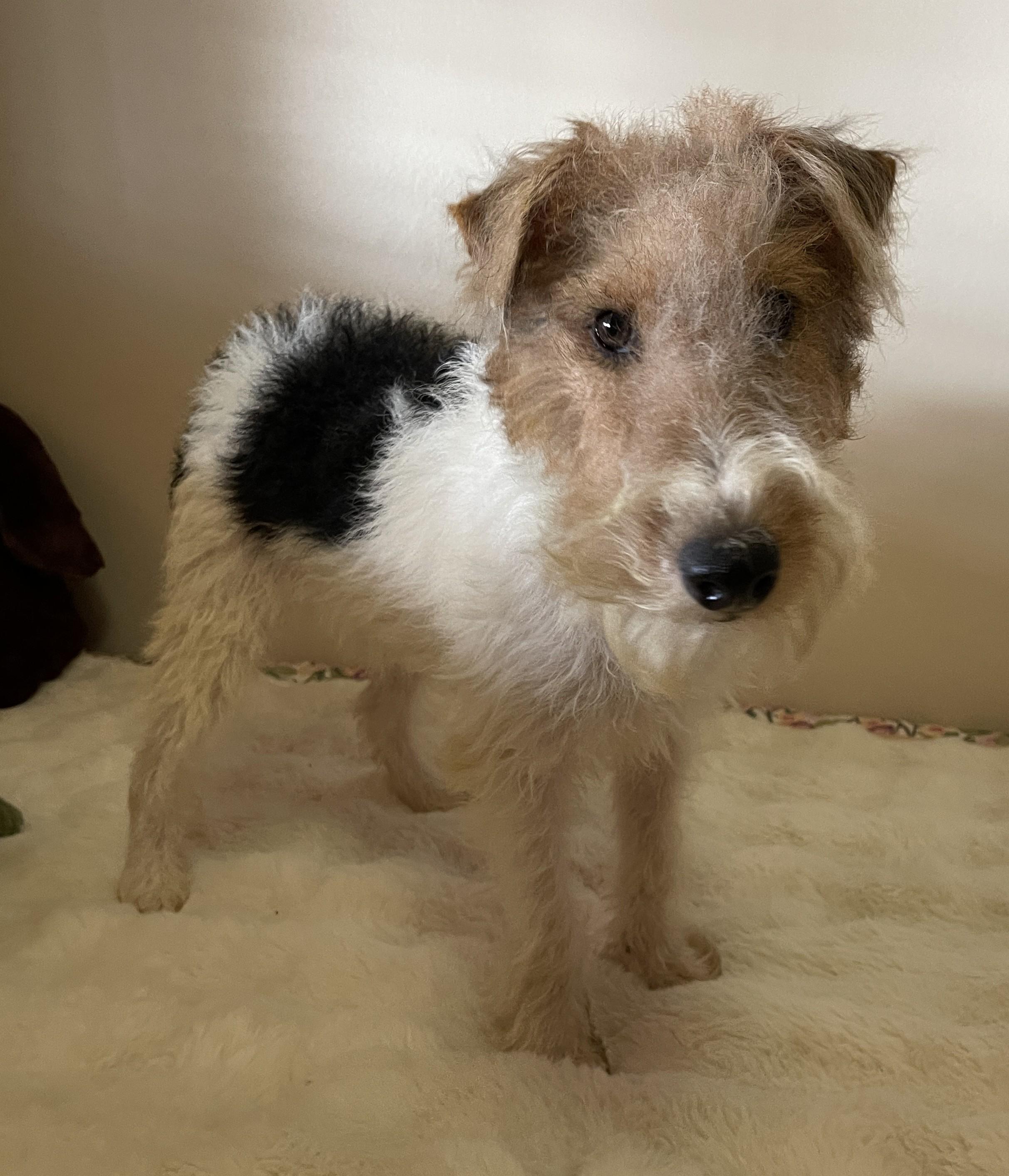 Enlarge ERROL FLYNN, a ADOPTABLE Wire Fox Terrier in Mokena, IL image 3/6