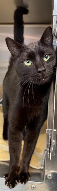 Enlarge MARIO, a Adoptable Domestic Short Hair in Augusta, GA image 1/1