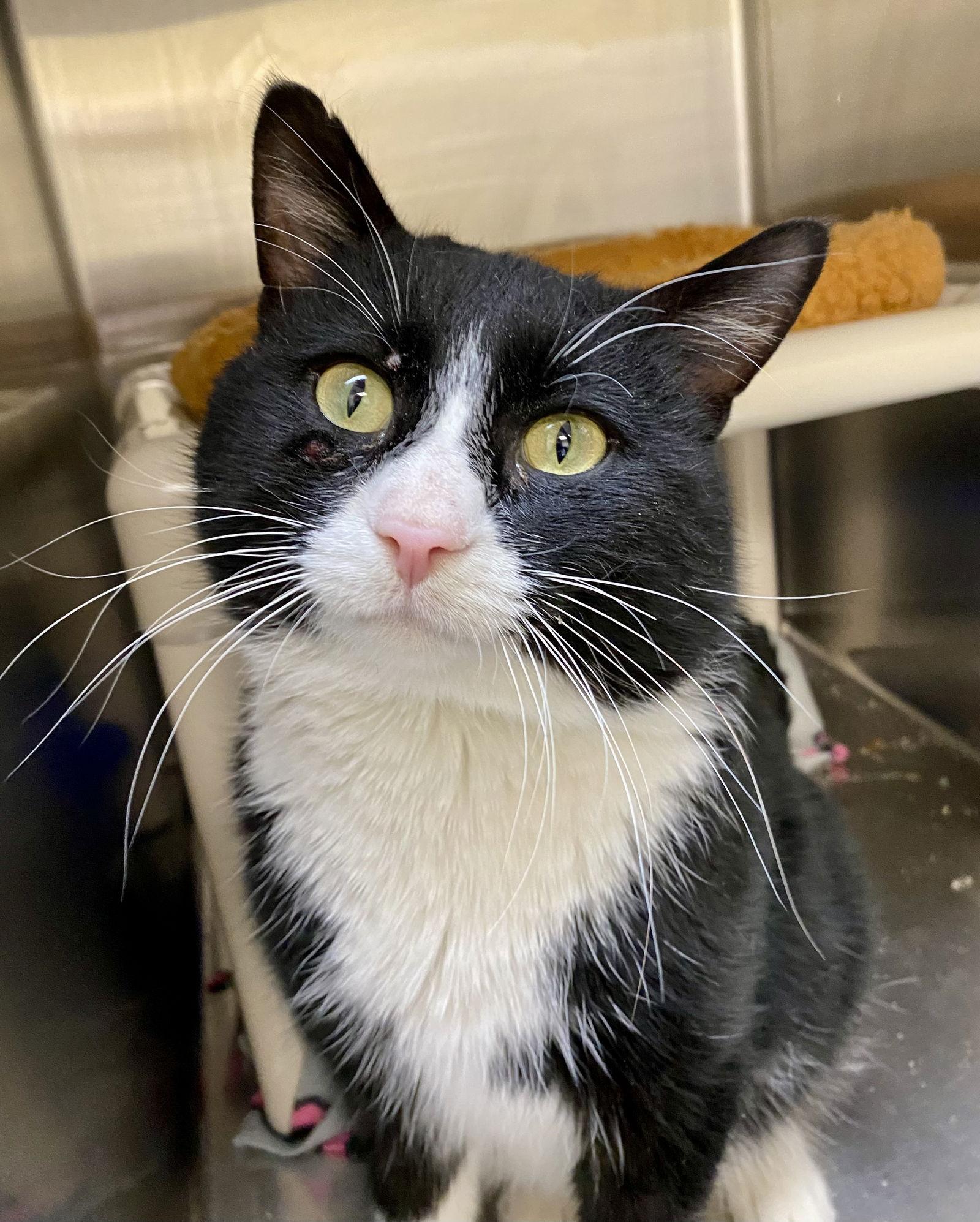 Scrooge, Adoptable, Adult Male Domestic Medium Hair & Tuxedo.