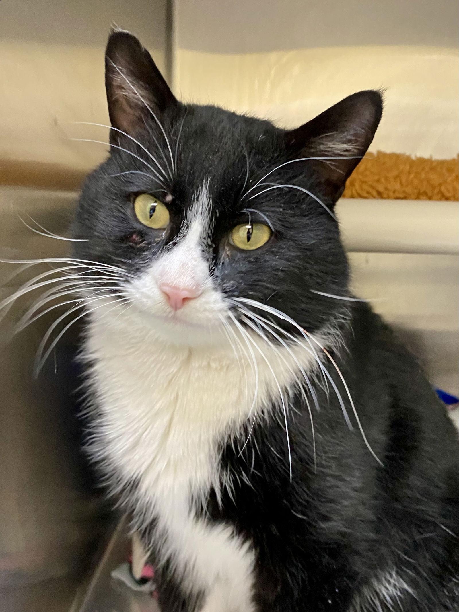 Scrooge, a Adoptable mixed breed in Fargo, ND image 2/2