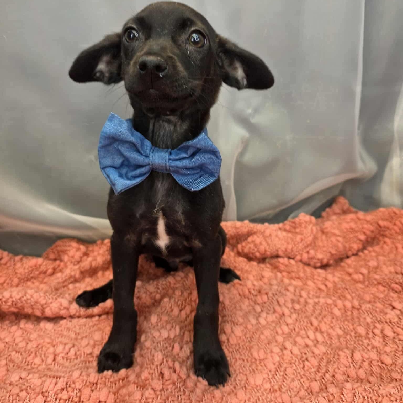 Mustard , Adoptable, Puppy Male Chiweenie.