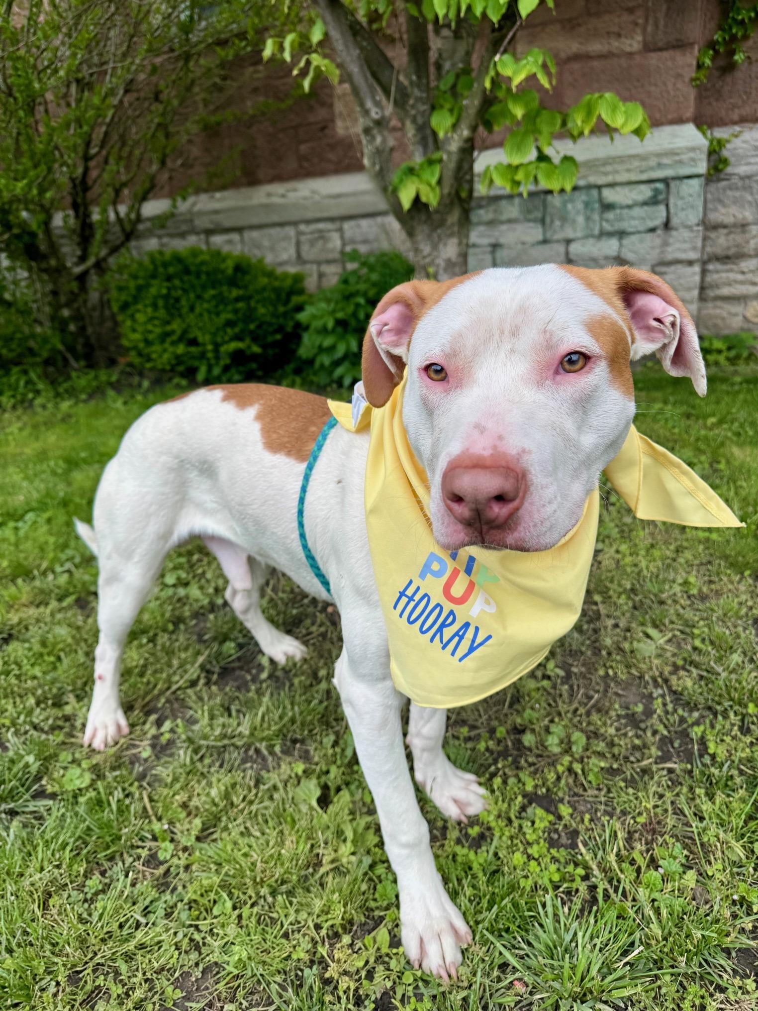 Handsome, Young Male Pit Bull Terrier