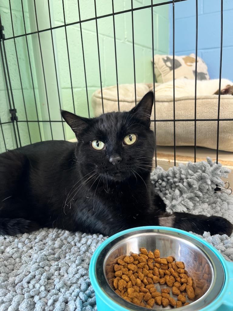 Banks, a Adoptable mixed breed in Shorewood, IL image 2/3