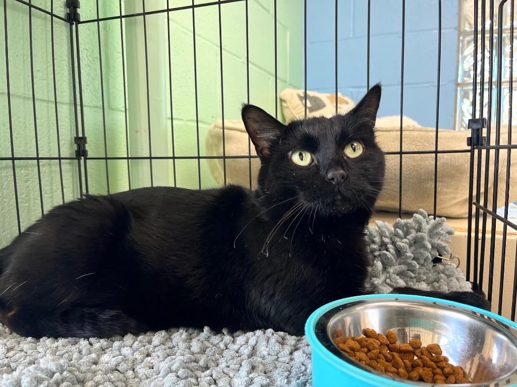 Banks, a Adoptable mixed breed in Shorewood, IL image 3/3