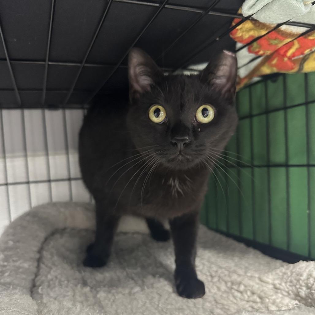 Enlarge Salem, a ADOPTABLE Domestic Short Hair in Kansas City, KS image 1/1