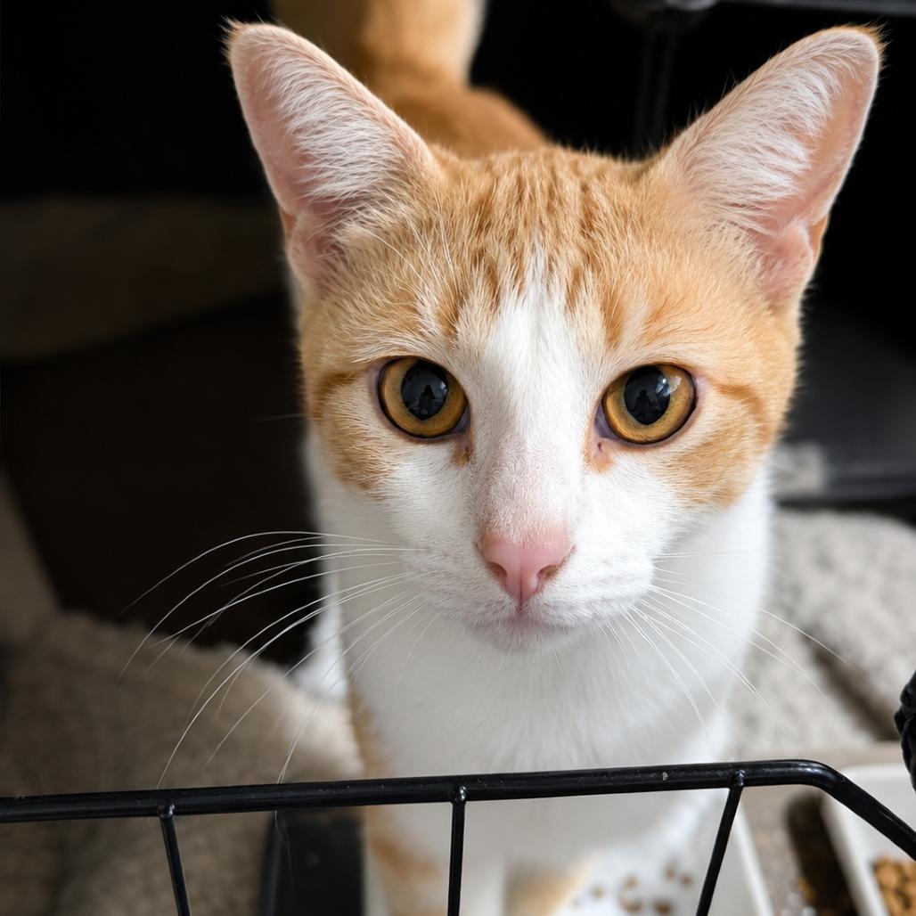 Enlarge Zinnia, a Adoptable Domestic Short Hair in Medford, NJ image 1/2