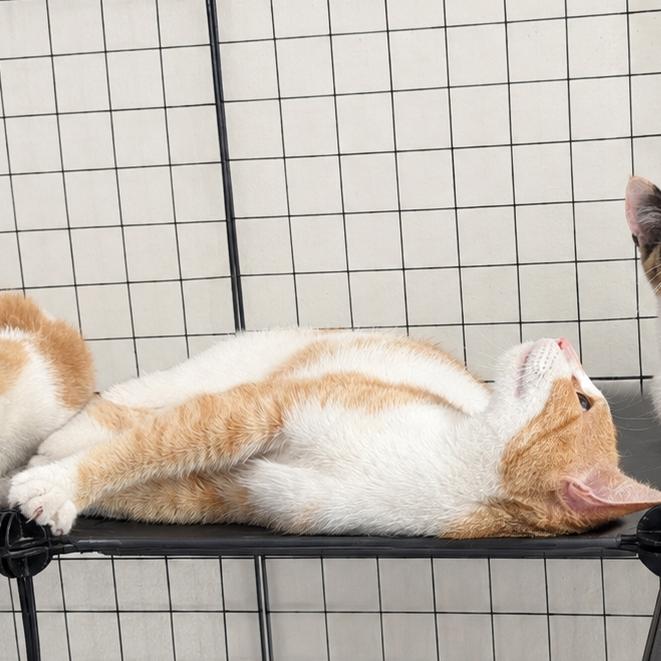 Enlarge Zinnia, a Adoptable Domestic Short Hair in Medford, NJ image 2/2