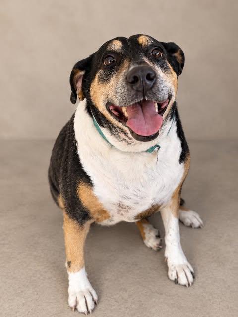Enlarge Wizzah, a Adoptable Mixed Breed in Chickasha, OK image 1/1