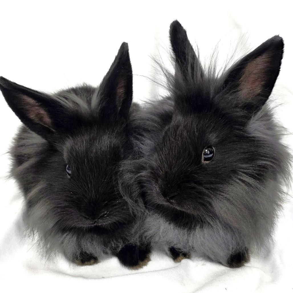 Enlarge Pippin, a Adoptable Lionhead in Michigan City, IN image 1/6