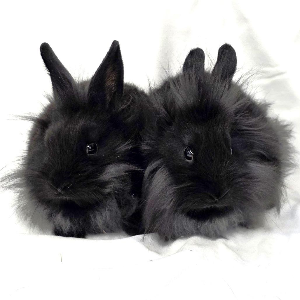 Enlarge Pippin, a Adoptable Lionhead in Michigan City, IN image 2/6