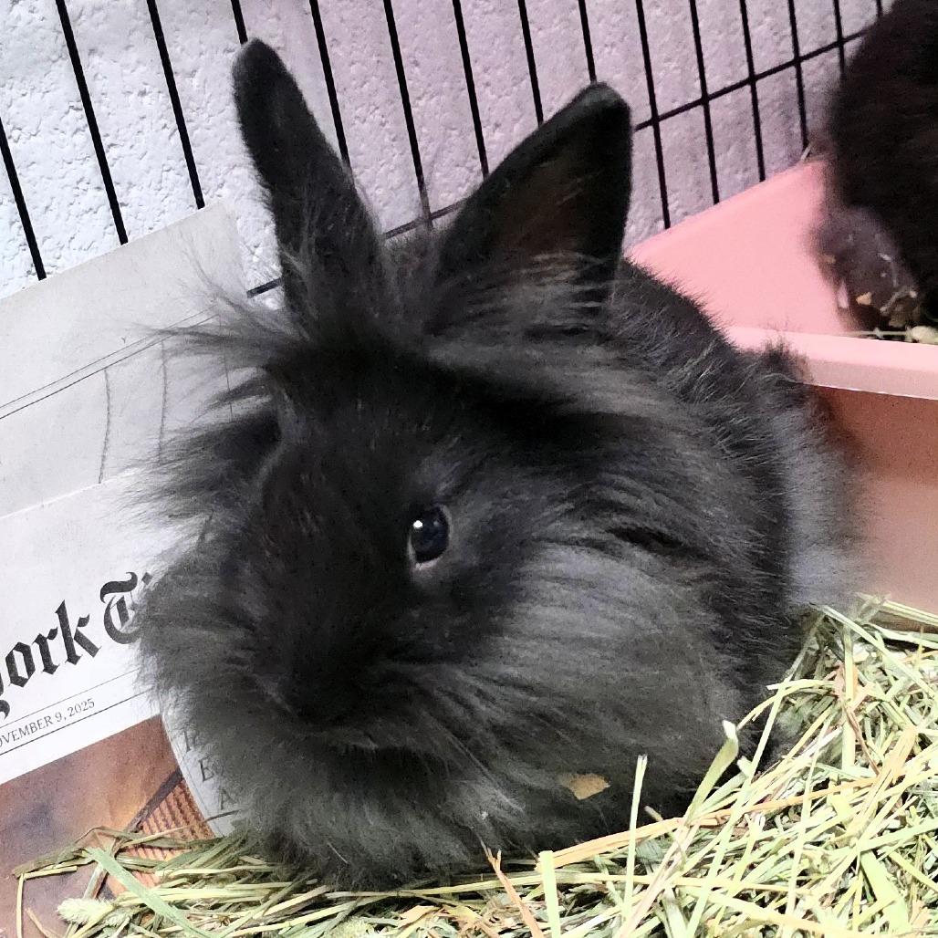 Enlarge Pippin, a Adoptable Lionhead in Michigan City, IN image 3/6