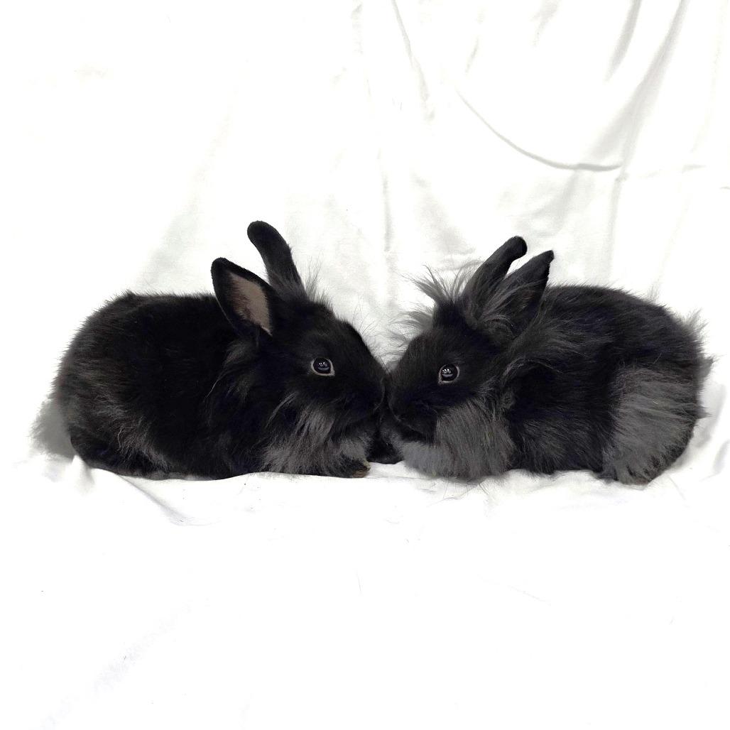 Enlarge Pippin, a Adoptable Lionhead in Michigan City, IN image 4/6