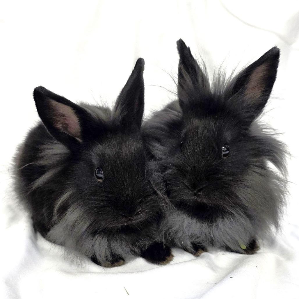 Enlarge Pippin, a Adoptable Lionhead in Michigan City, IN image 5/6