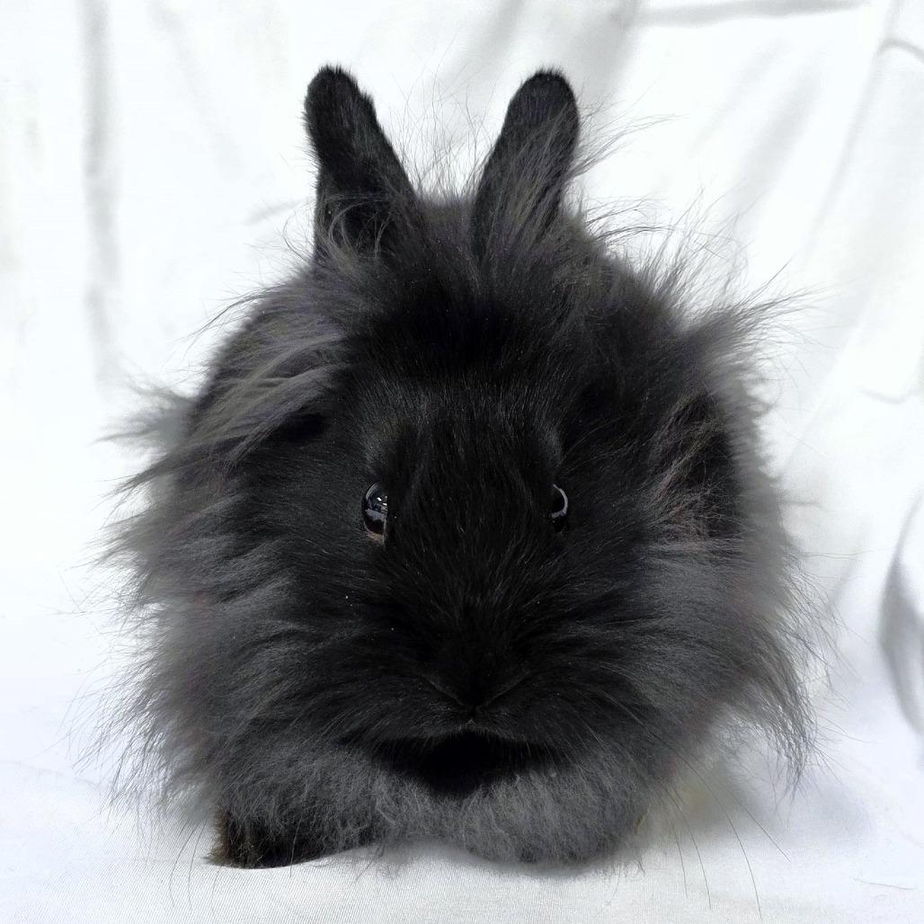 Enlarge Pippin, a Adoptable Lionhead in Michigan City, IN image 6/6