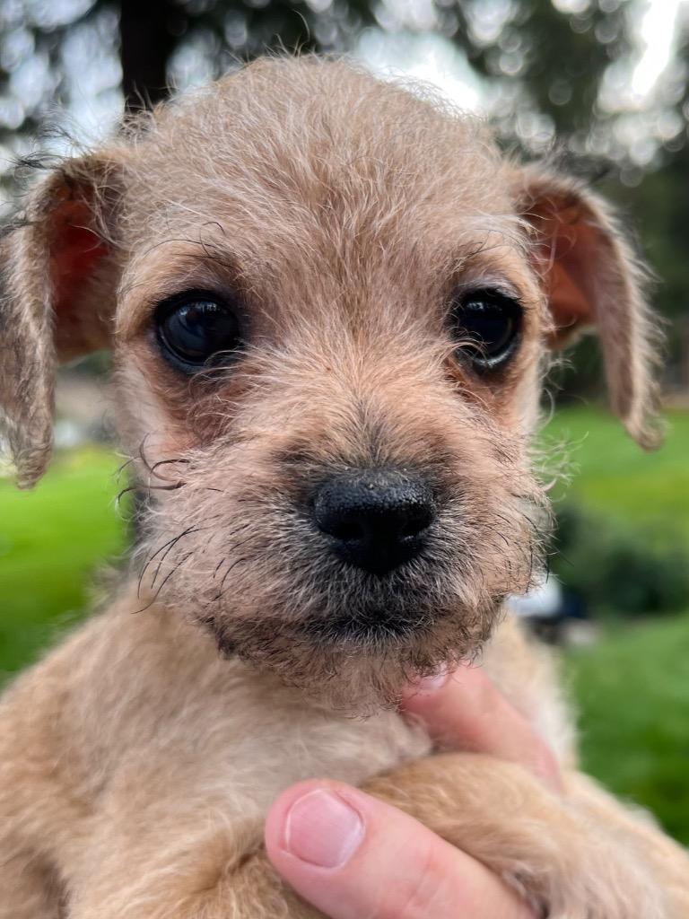Diamond Lane, Adoptable, Puppy Male Border Terrier & Wirehaired Terrier.