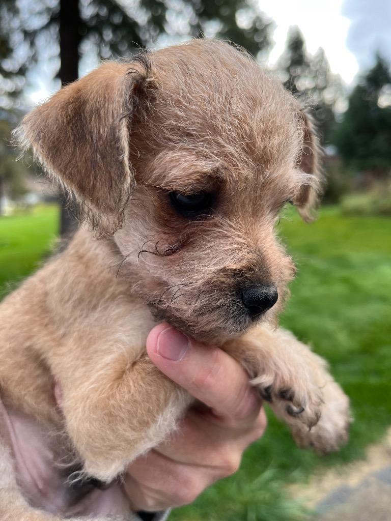 Enlarge Diamond Lane, a Adoptable mixed breed in Thompson Falls, MT image 2/2