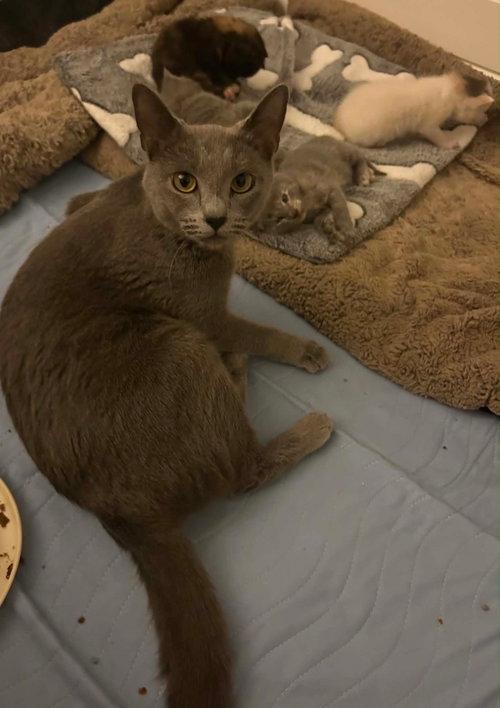 Zoomie, a ADOPTABLE Domestic Short Hair in Mount Royal, NJ image 2/4