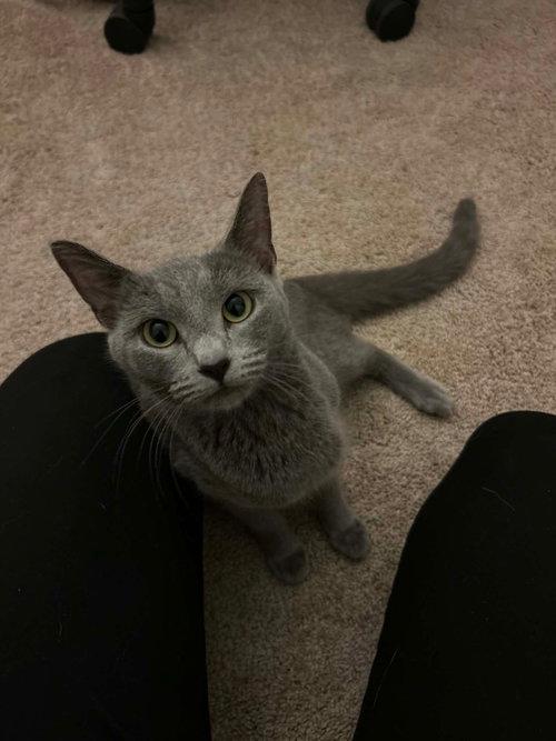 Zoomie, a ADOPTABLE Domestic Short Hair in Mount Royal, NJ image 3/4