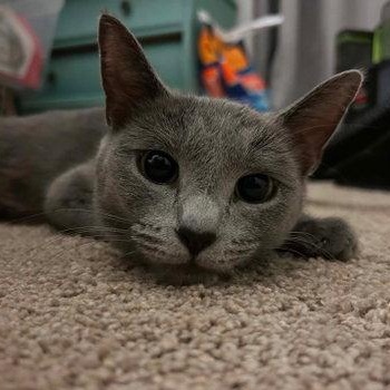 Zoomie, a ADOPTABLE Domestic Short Hair in Mount Royal, NJ image 1/4