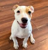 Roulette Pit Bull Terrier Dog