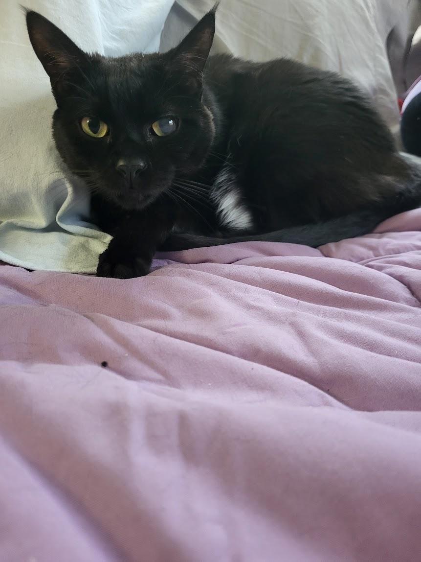 Nikki, an adopted Domestic Short Hair in Allentown, PA image 1/3