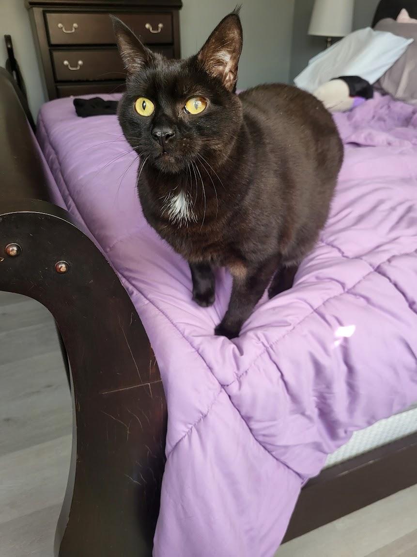 Nikki, an adopted Domestic Short Hair in Allentown, PA image 2/3