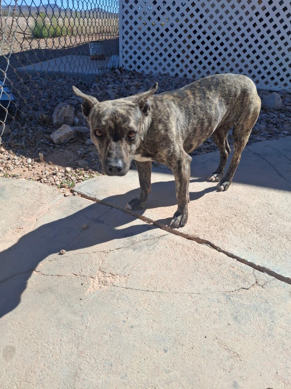 Marley, adopted, Adult Female American Staffordshire Terrier.