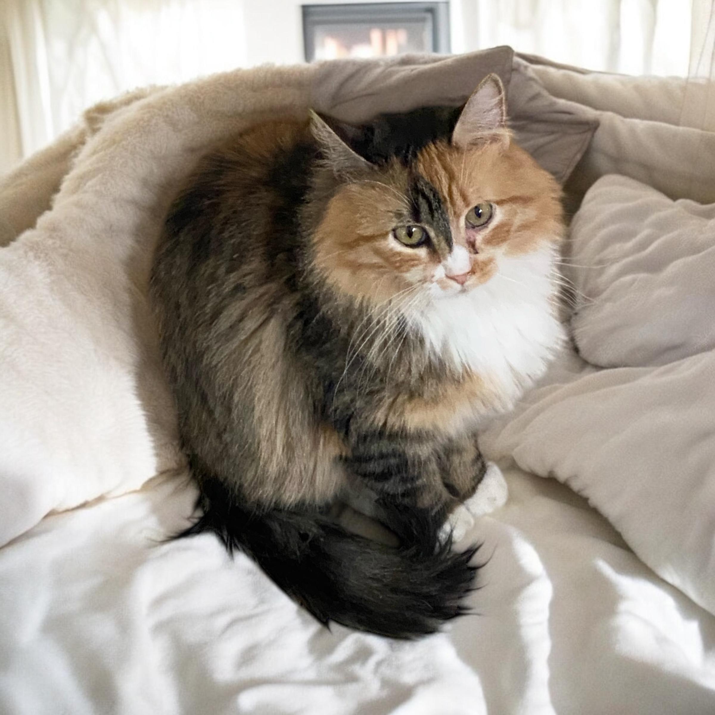 Enlarge Zola, a Adoptable Calico in El Cajon, CA image 1/1