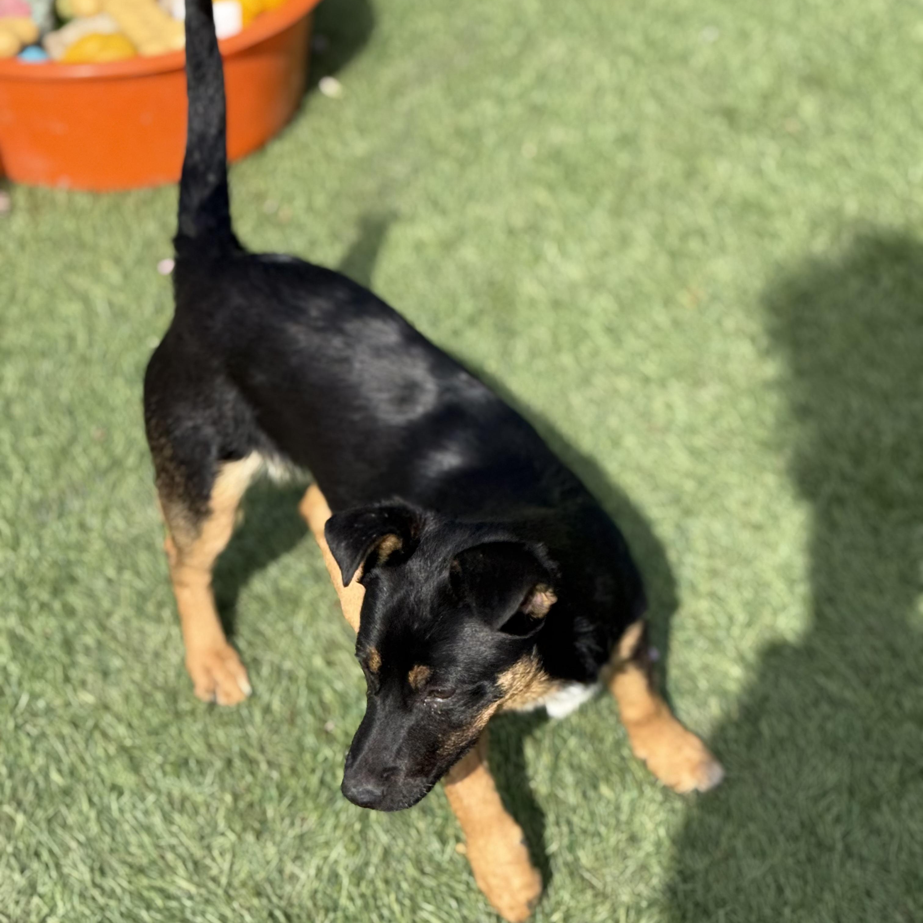 Sammie, an adopted mixed breed in Glenolden, PA image 6/6