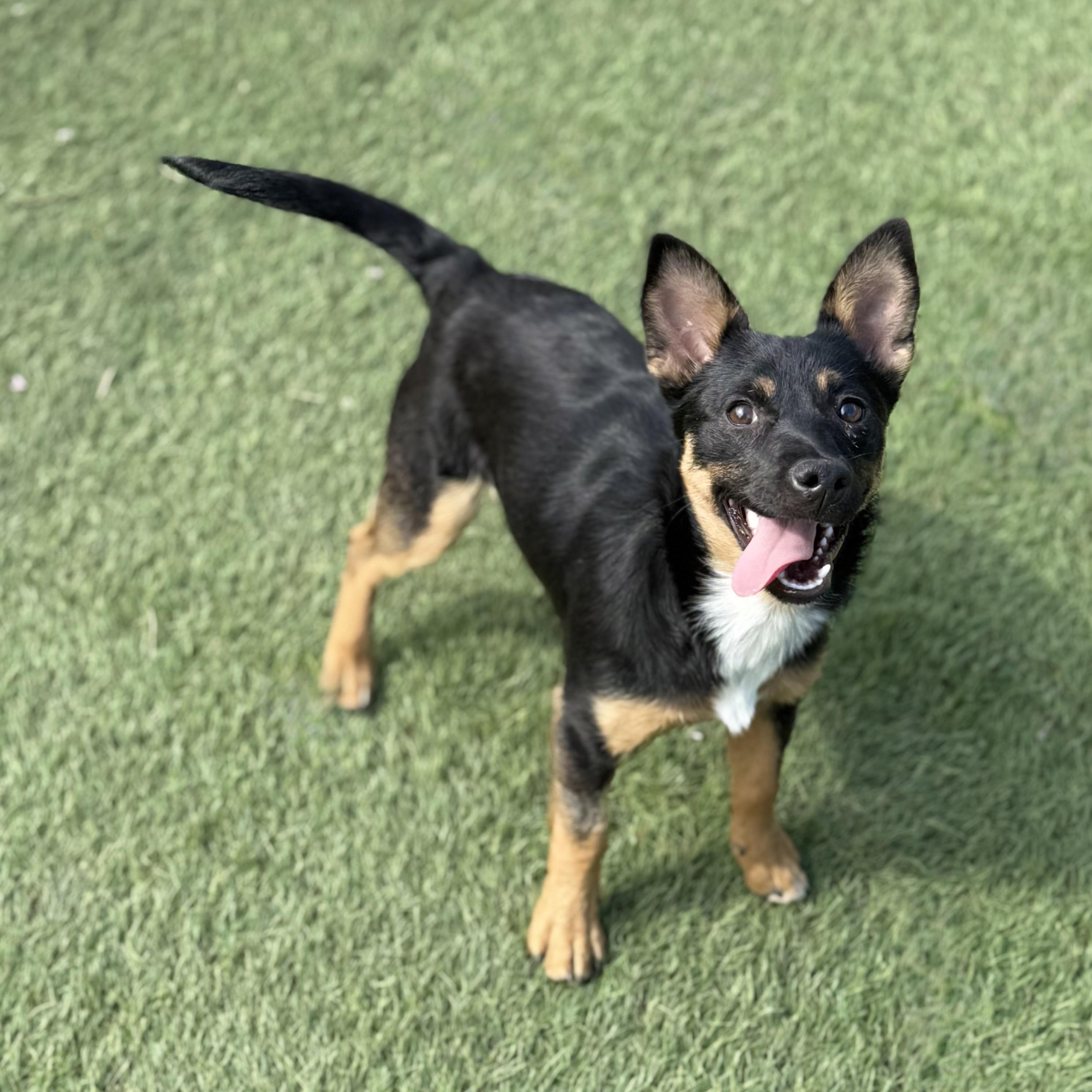 Sammie, an adopted mixed breed in Glenolden, PA image 2/6