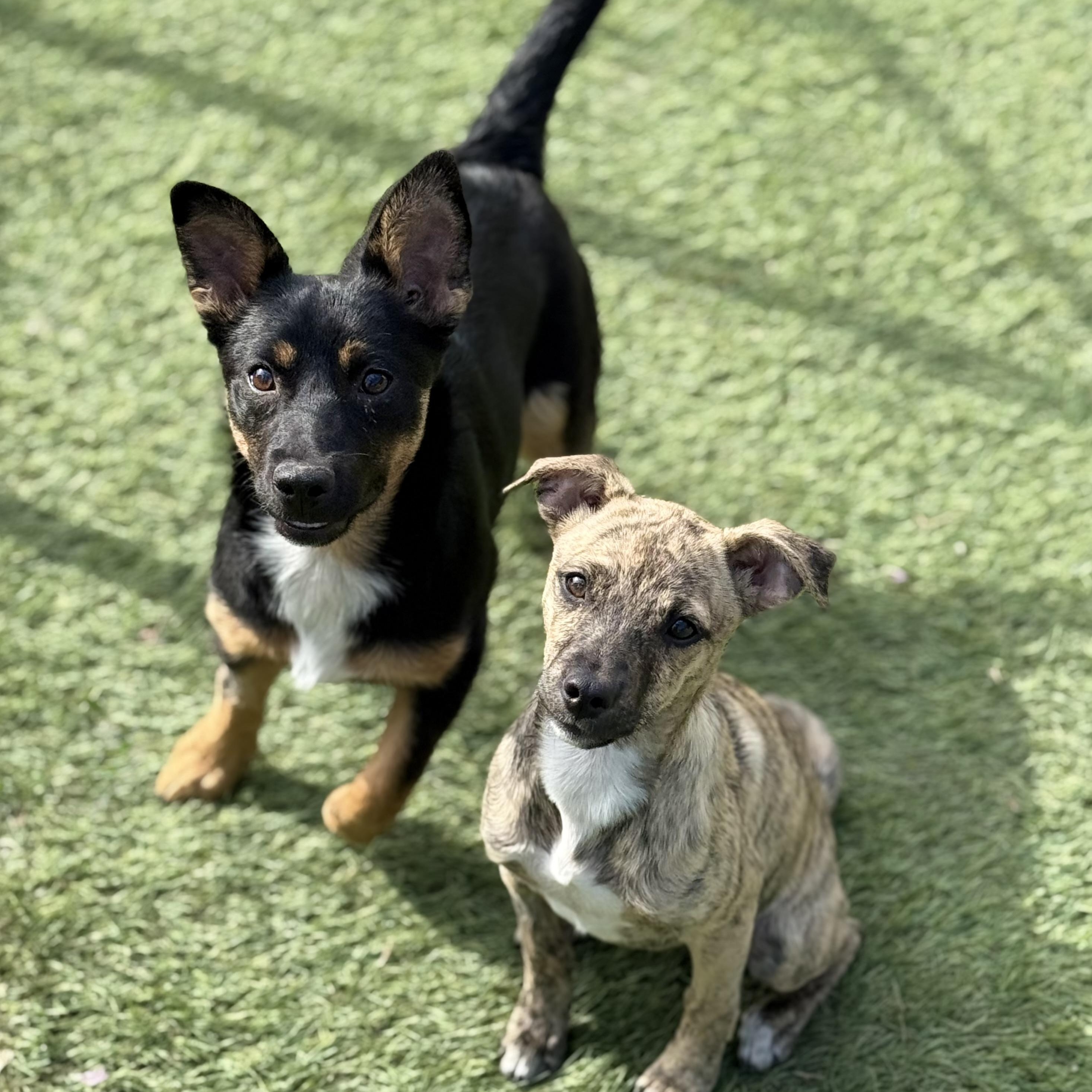 Sammie, an adopted mixed breed in Glenolden, PA image 4/6