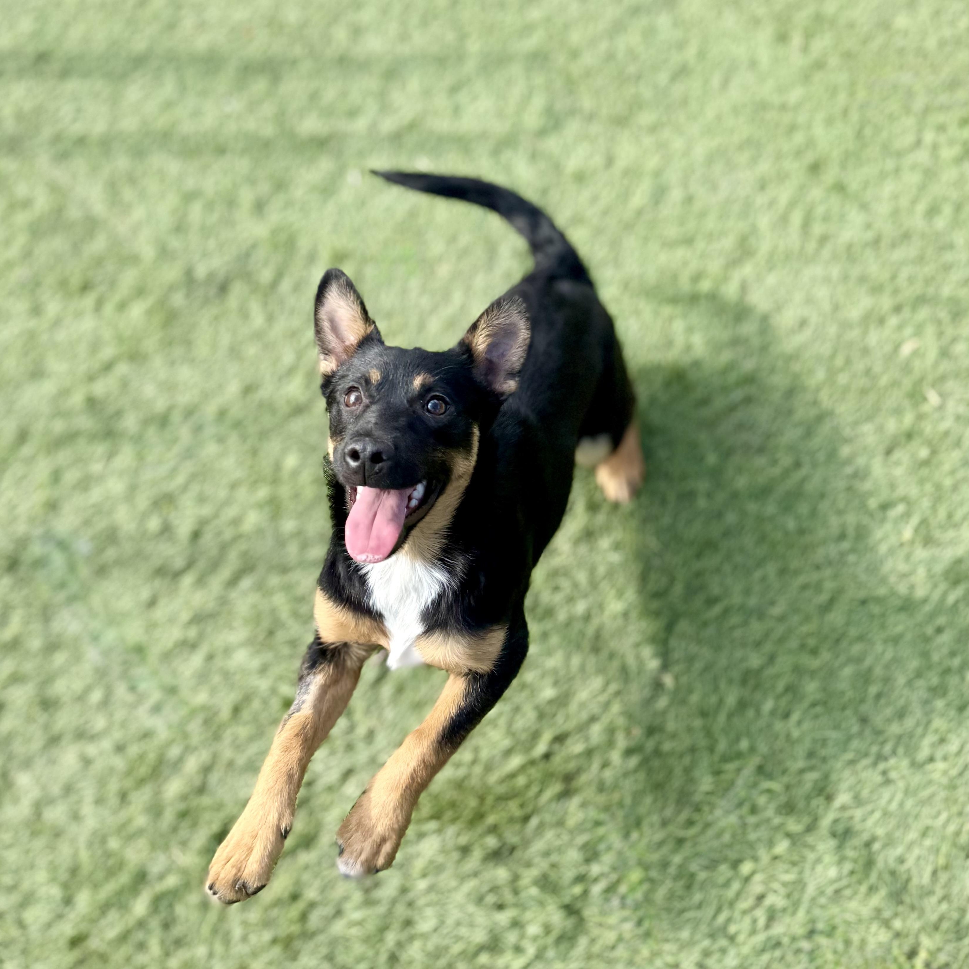 Sammie, adopted, Puppy Female German Shepherd Dog & Terrier.