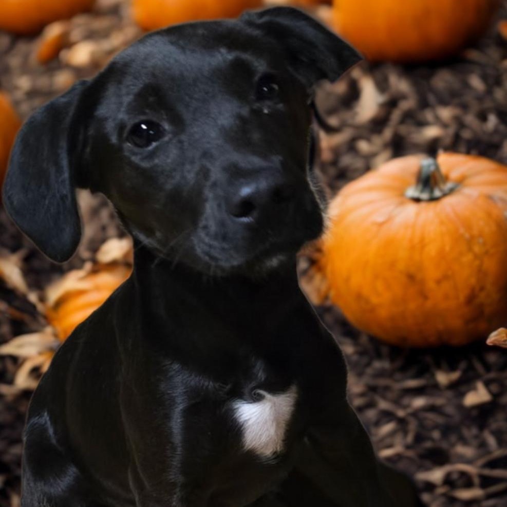 Enlarge Ryder, a Adoptable mixed breed in Fredericksburg, VA image 2/2
