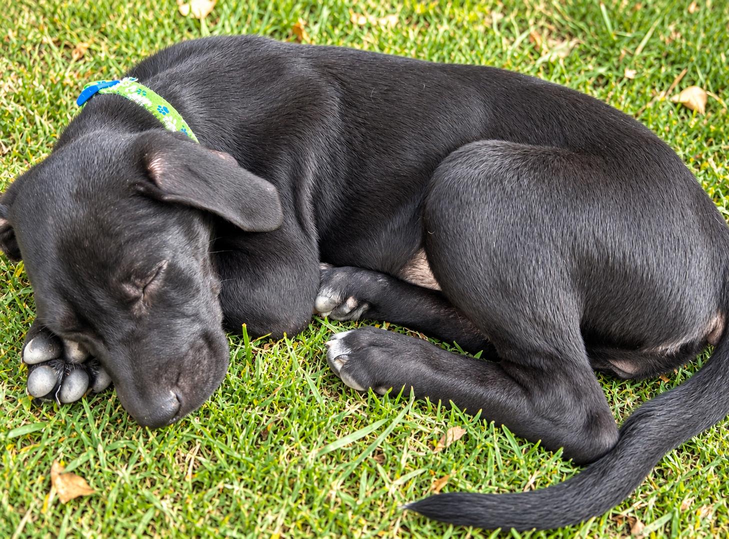 Enlarge Tofa, a Adopted Labrador Retriever in Evergreen, CO image 3/3