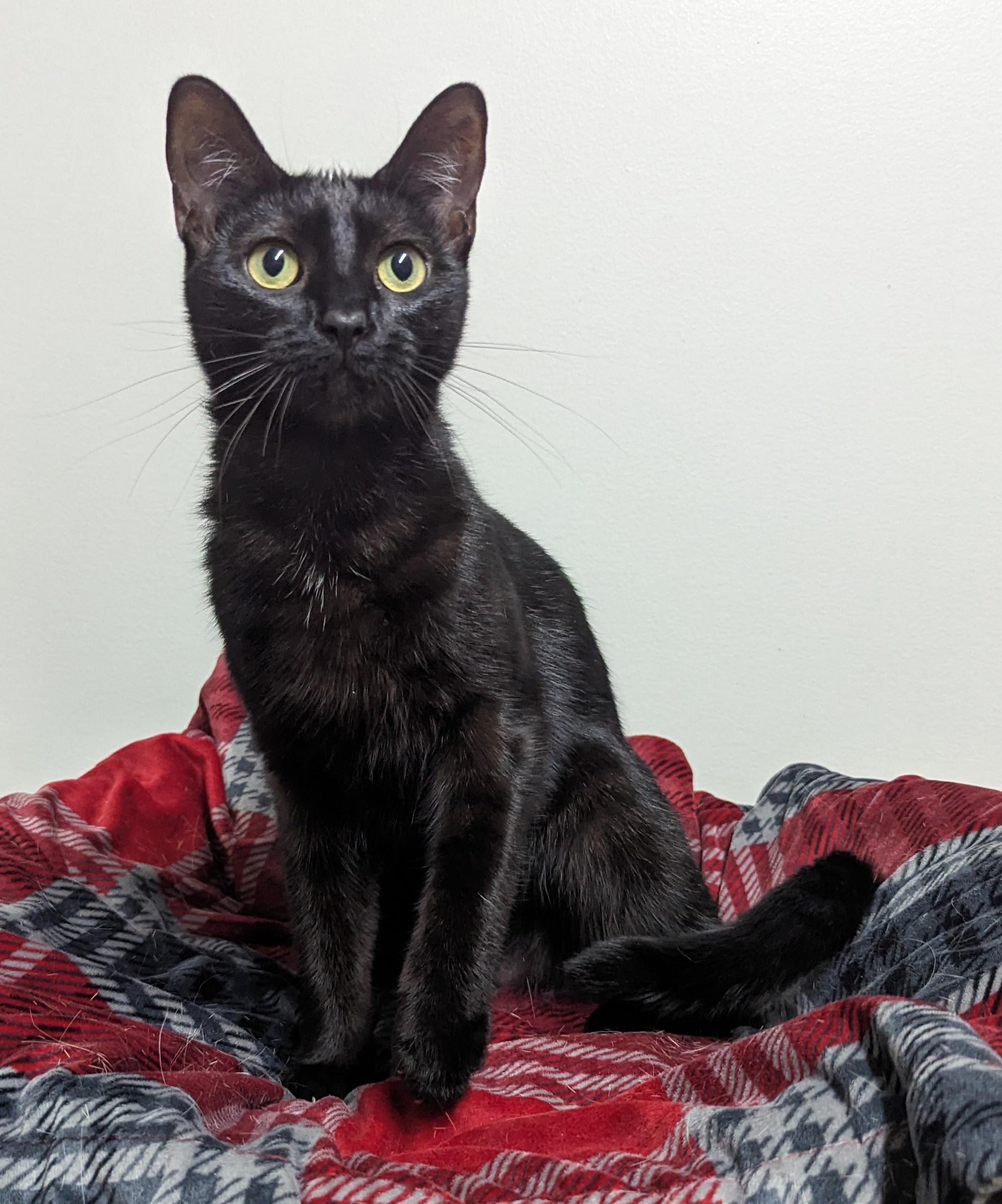 Moxie, Adoptable, Young Female Domestic Short Hair.