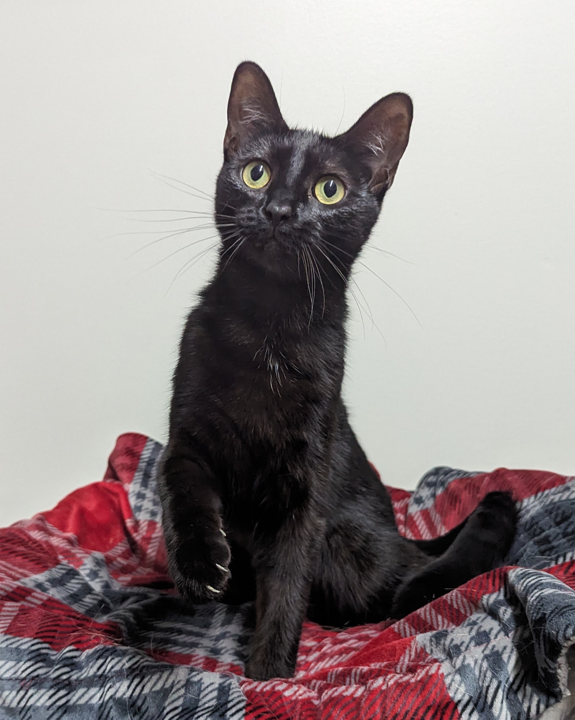 Enlarge Moxie, a Adoptable Domestic Short Hair in Monroe, MI image 2/4