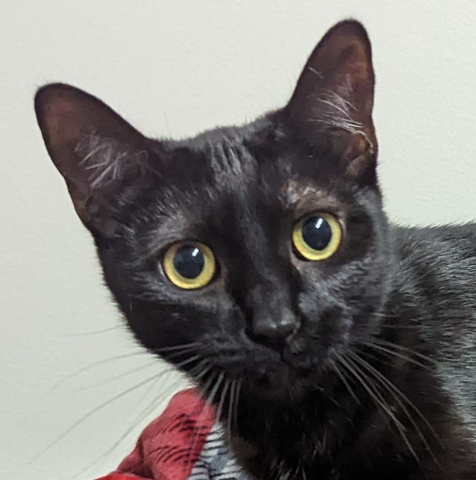 Enlarge Moxie, a Adoptable Domestic Short Hair in Monroe, MI image 3/4