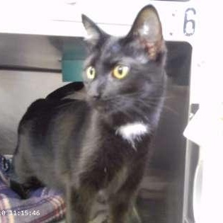 Enlarge Artemis, a Adopted mixed breed in Rapid City, SD image 1/1